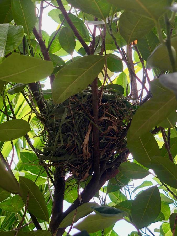 Nary Villa Siem Reap Esterno foto